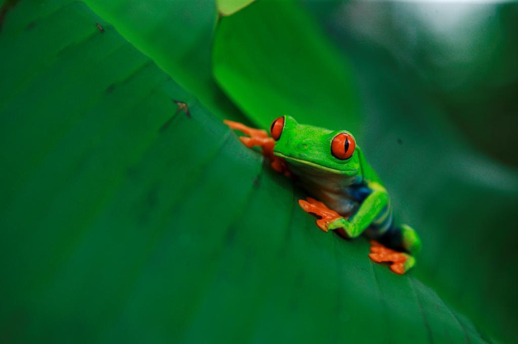 Tenorio Lodge บิฆากัว ภายนอก รูปภาพ
